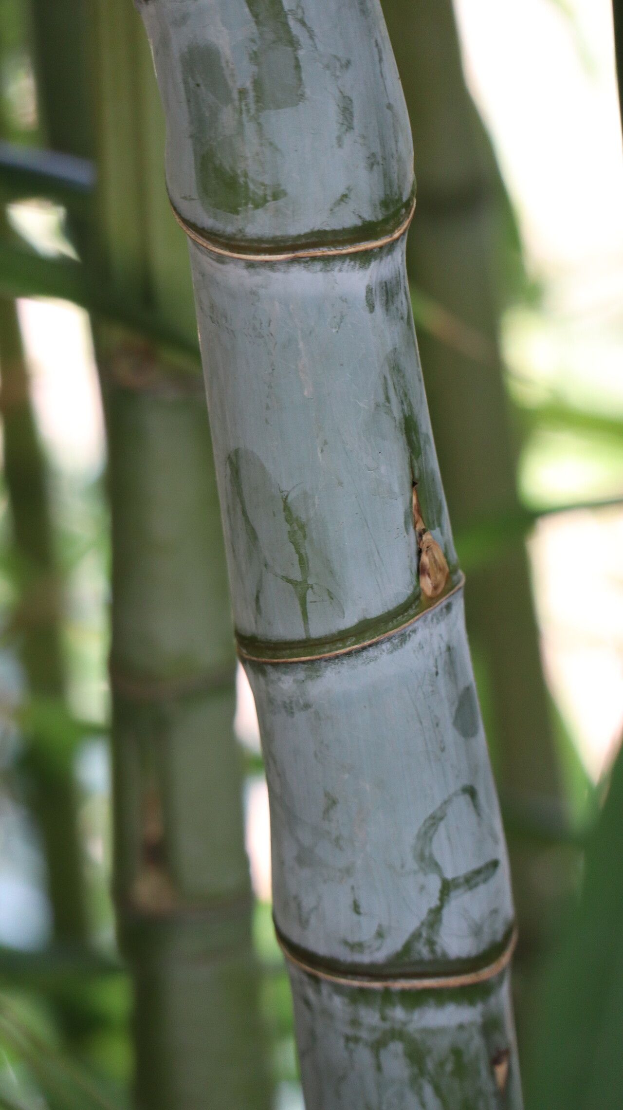 Himalayacalamus hookerianus bark