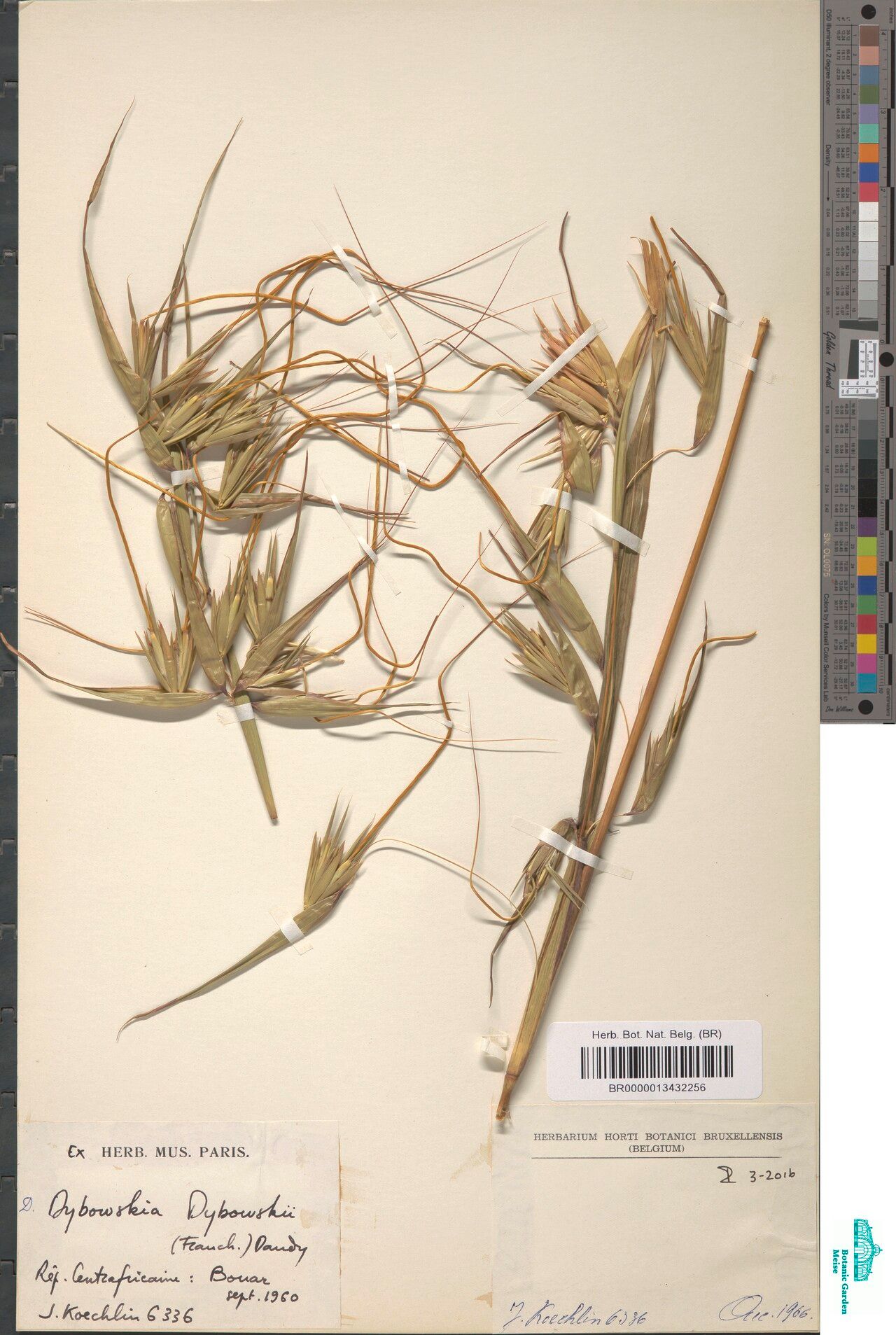 Hyparrhenia dybowskii — houseplant care guide