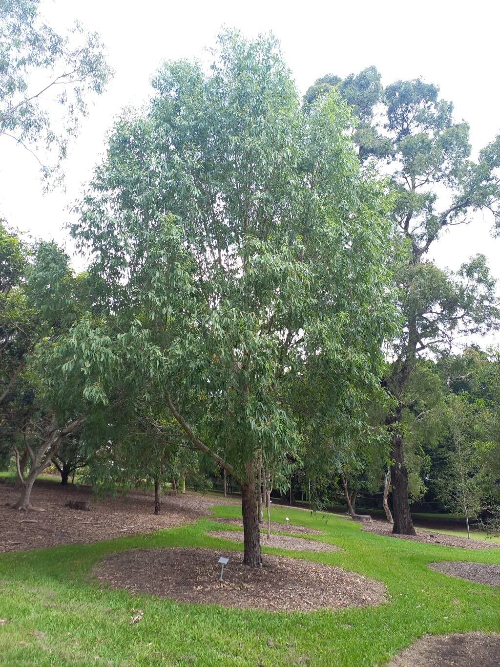 Eucalyptus raveretiana habit