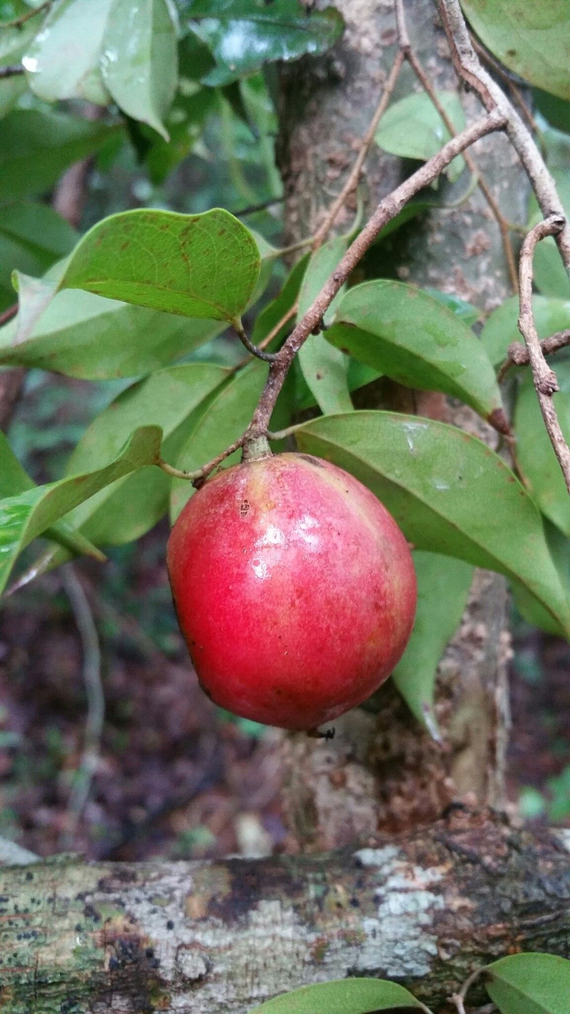 Ludia leandriana fruit