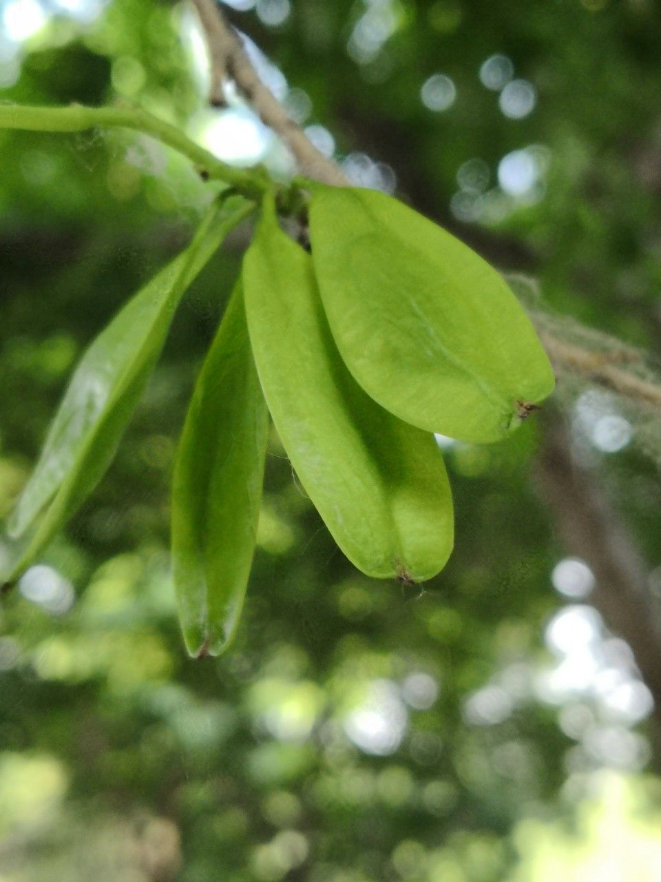 Eucommia ulmoides fruit