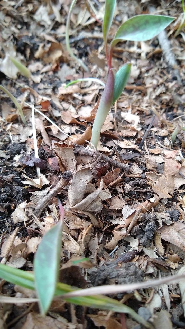 Erythronium albidum bark