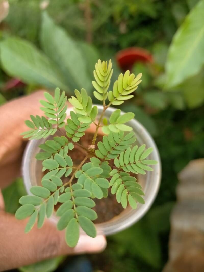 Albizia coriaria — search result for 'Albizia'