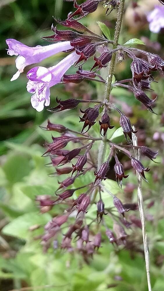 Calamintha nepeta fruit
