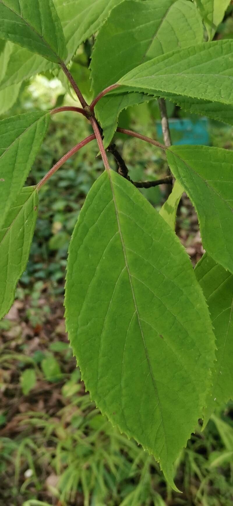 Hydrangea xanthoneura leaf