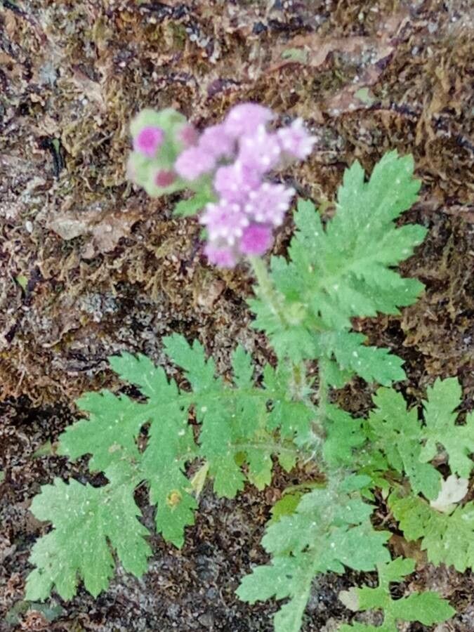Cyathocline purpurea flower