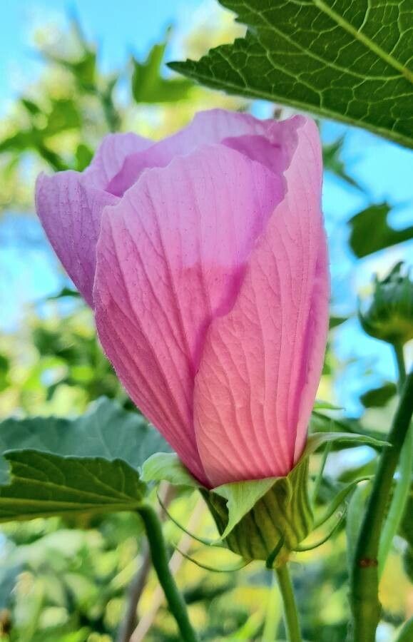 Hibiscus striatus flower