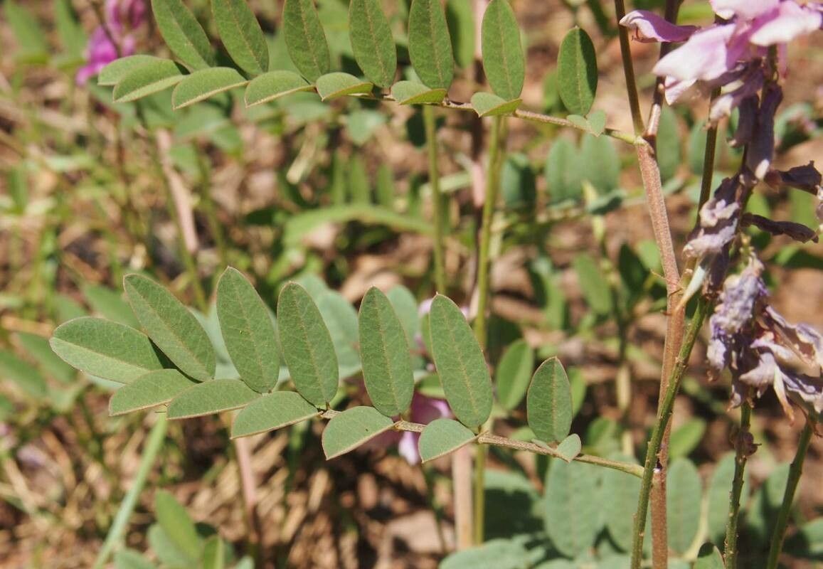 Indigofera pratensis — search result for 'Indigofera'