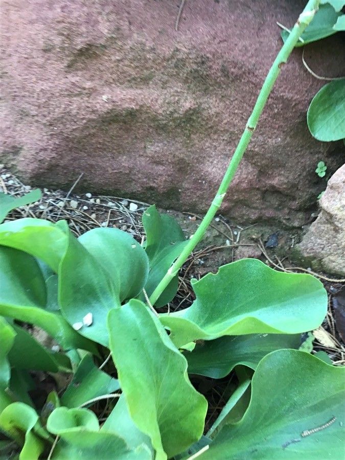 Limonium santapolense other