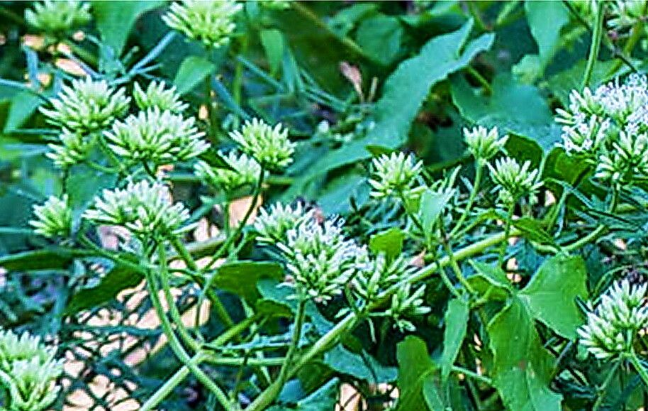 Mikania natalensis — houseplant care guide