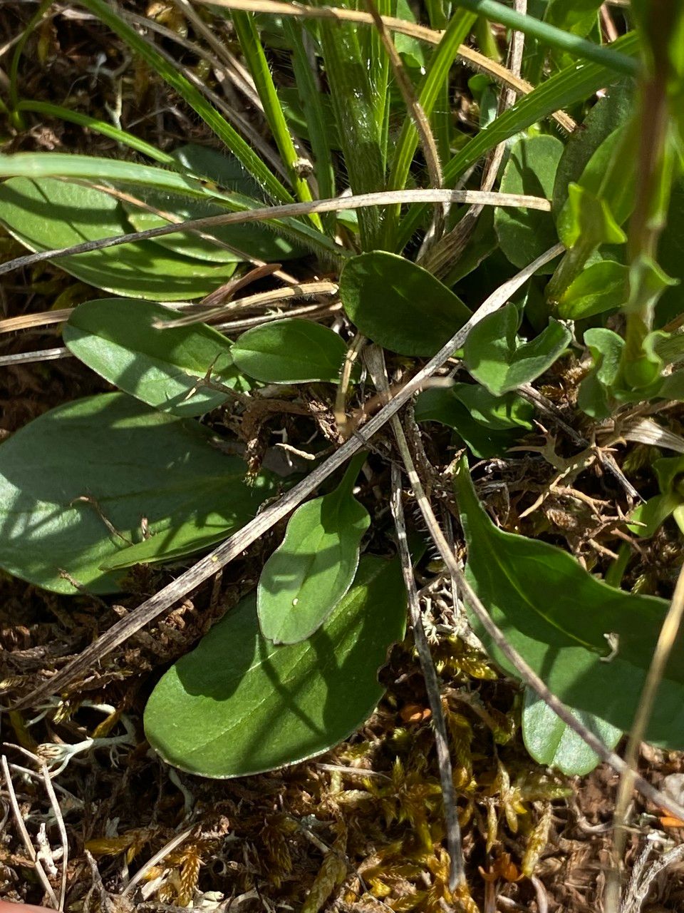 Globularia punctata — houseplant care guide