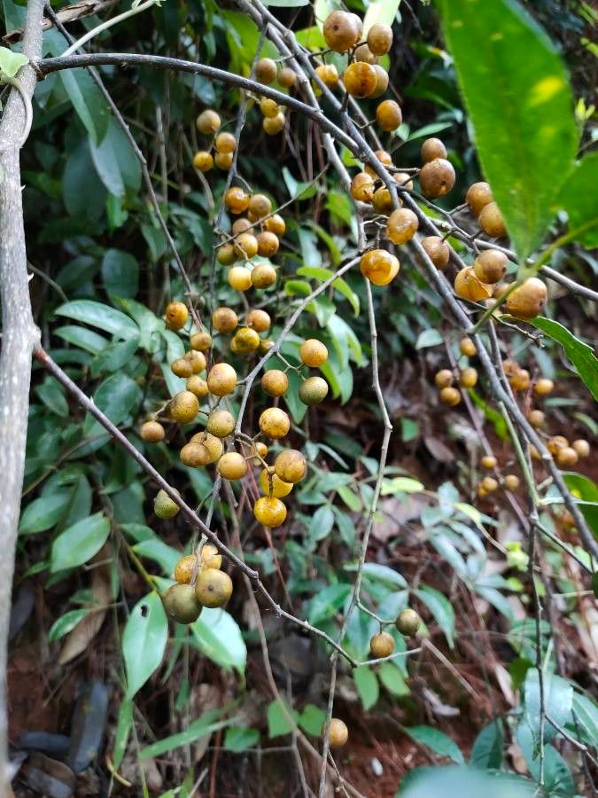 Zanthoxylum asiaticum fruit