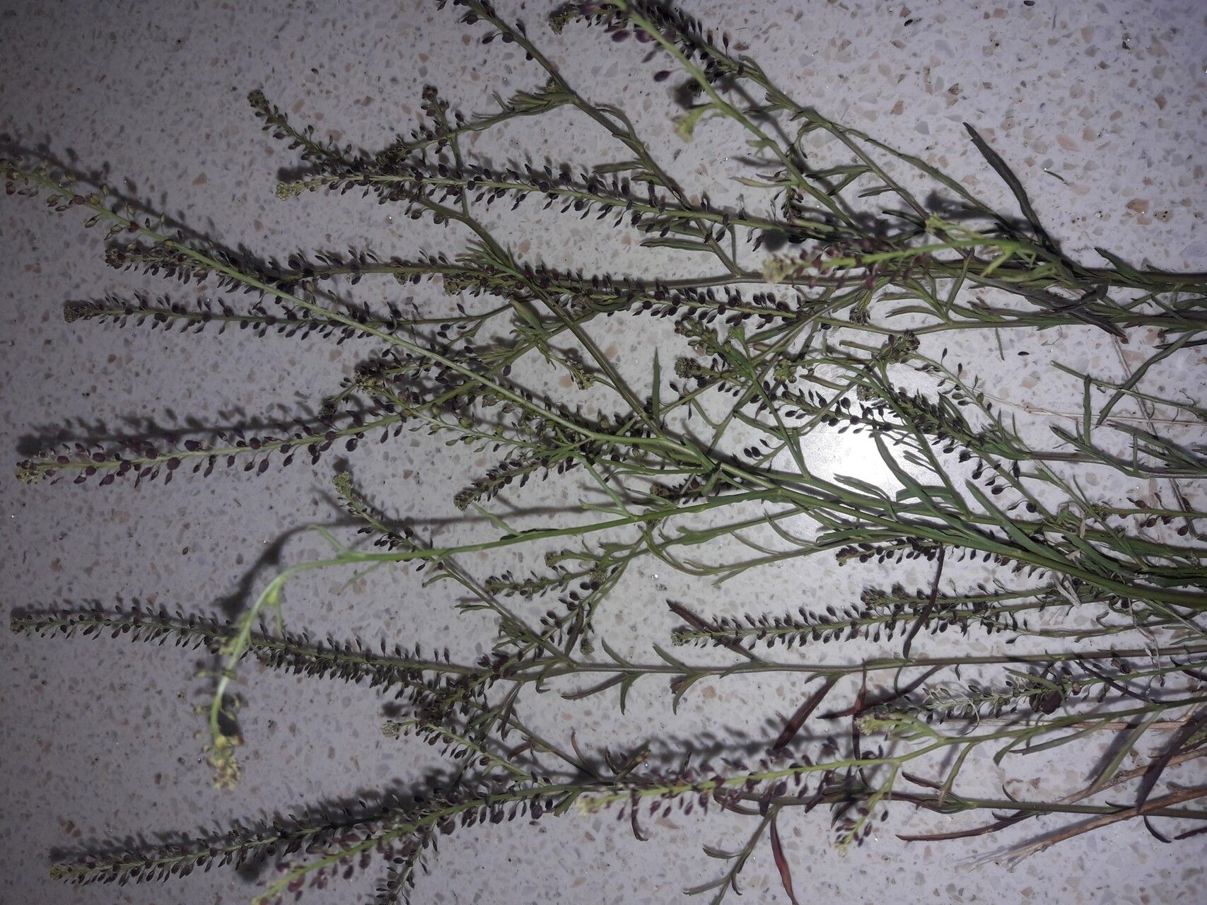 Lepidium africanum flower