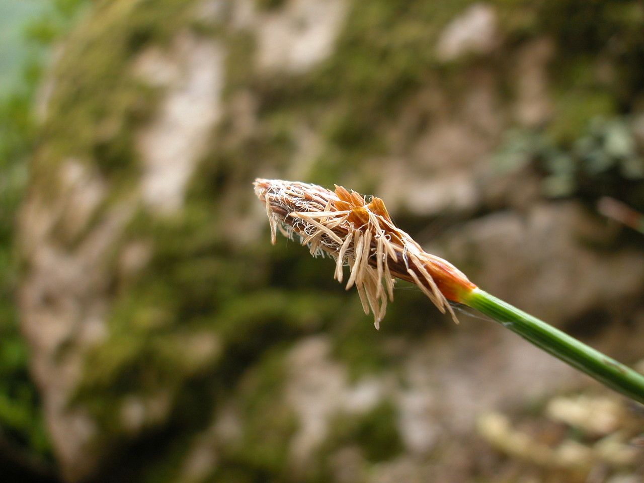 Carex brevicollis flower