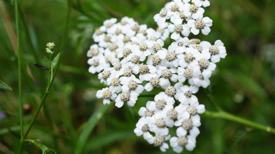 Achillea odorata flower