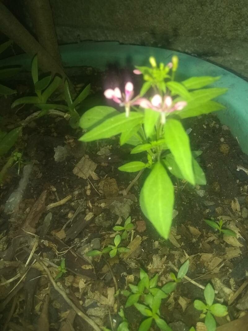 Lopezia racemosa — houseplant care guide