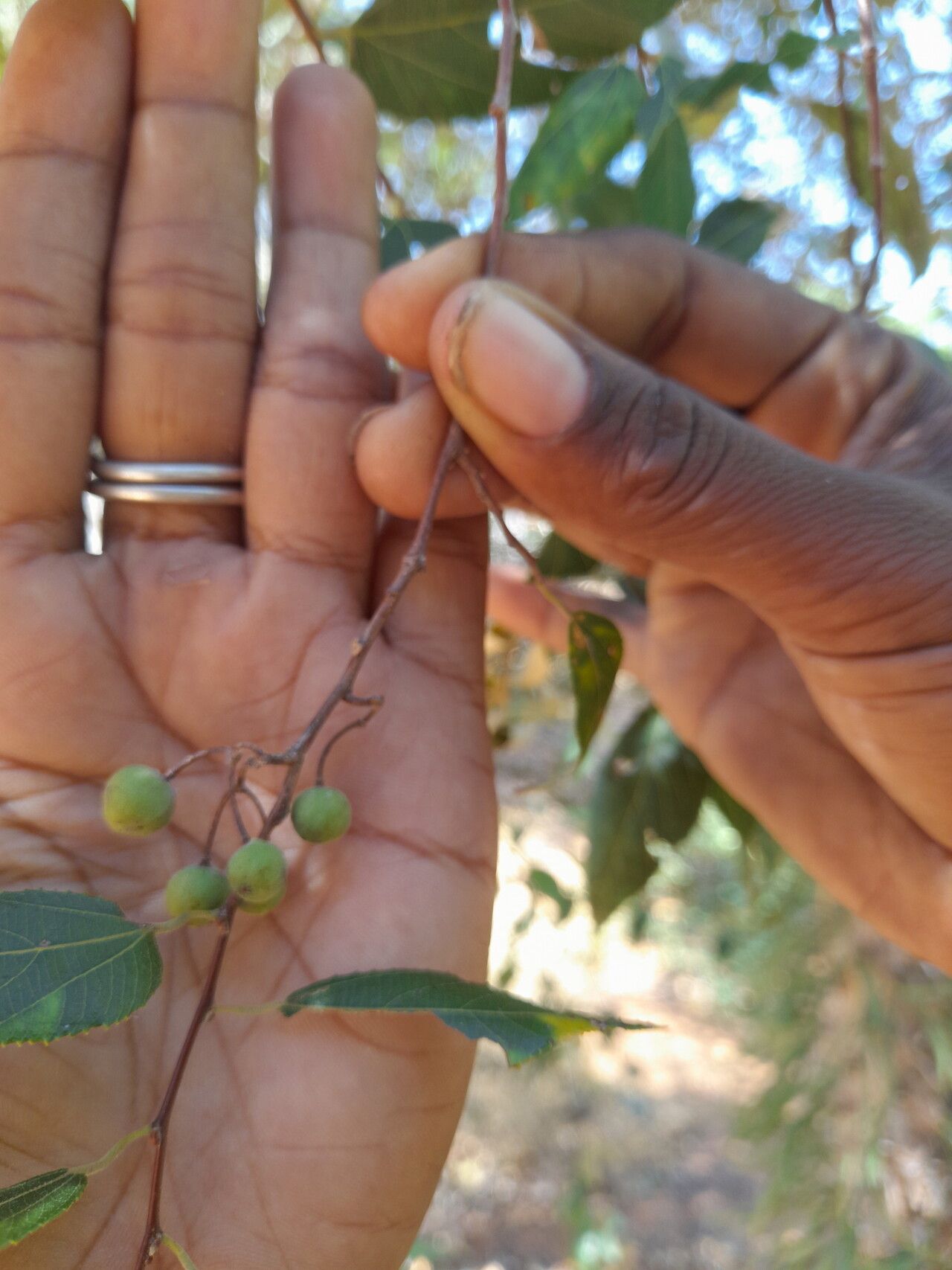 Grewia andramparo fruit