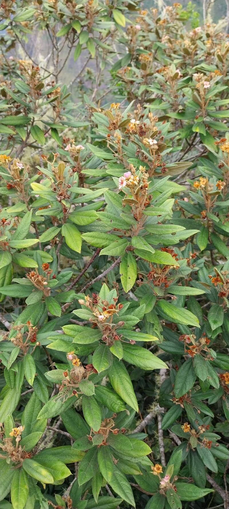 Ruizia ferruginea — related species from the same genus