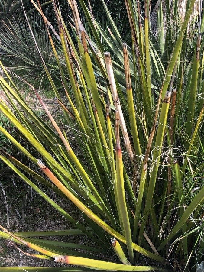 Hesperaloe funifera habit