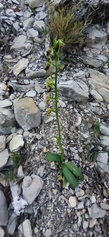 Ophrys sphegodes habit