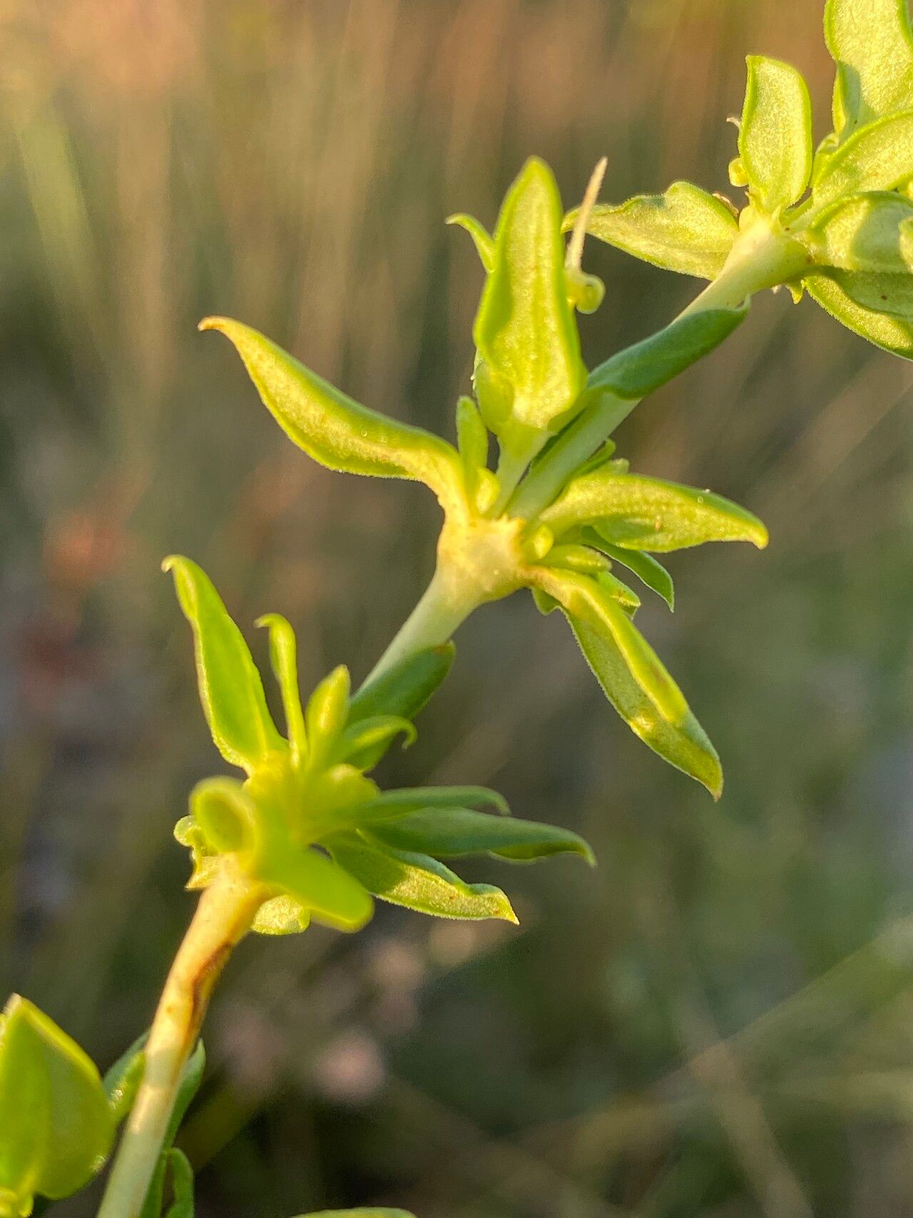 Anthospermum herbaceum — related species from the same genus