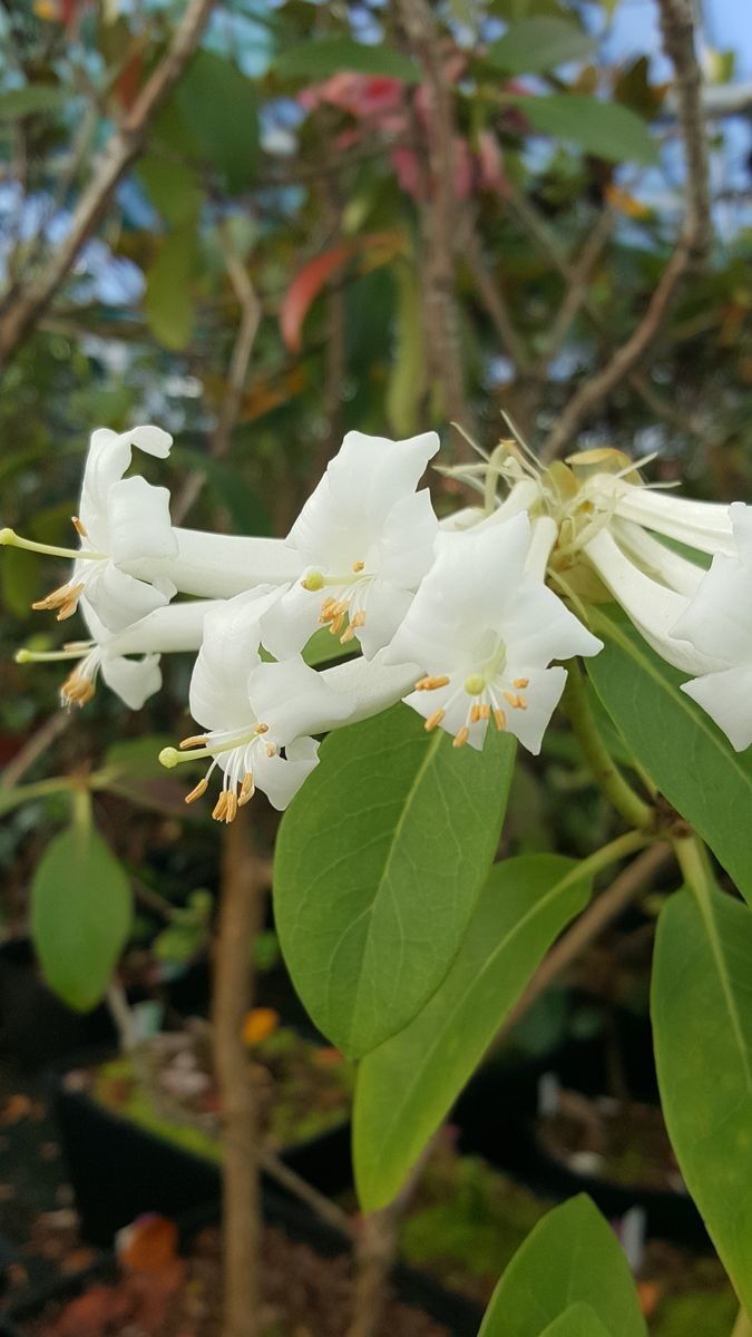 Rhododendron multinervium — houseplant care guide