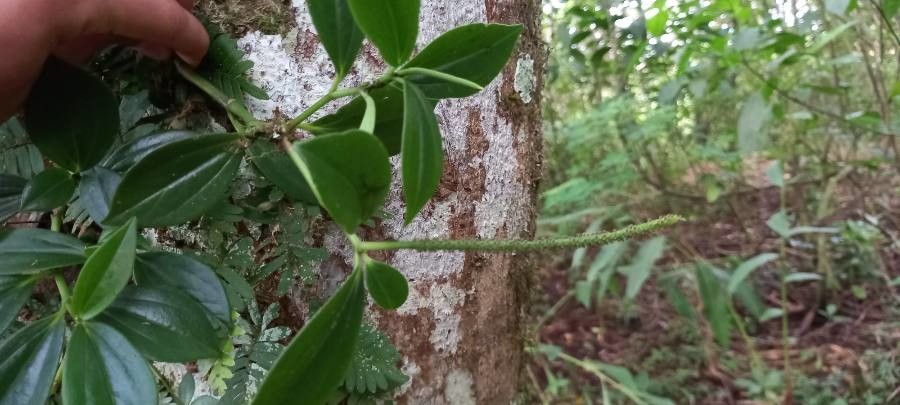 Peperomia san-joseana — search result for 'Peperomia'