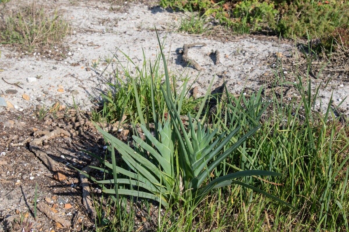 Ferraria crispa — search result for 'Iris'