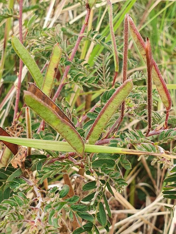 Chamaecrista fallacina fruit