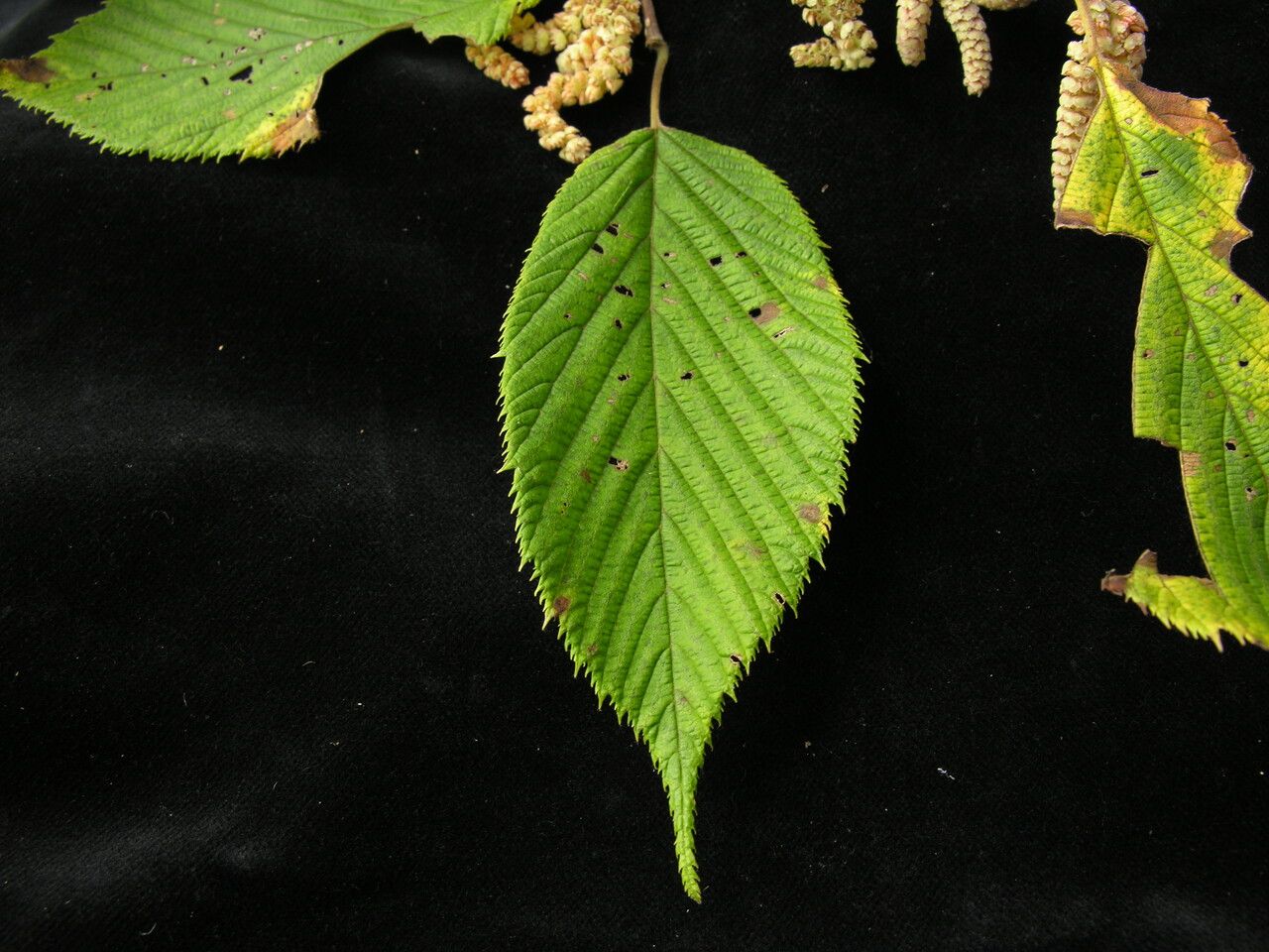 Corylus ferox habit