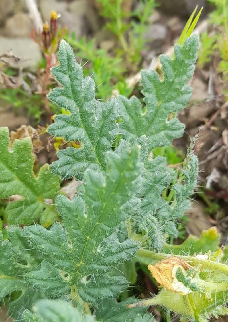 Caiophora clavata leaf