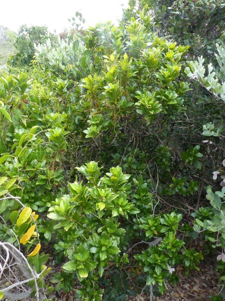 Euodia tietaensis habit