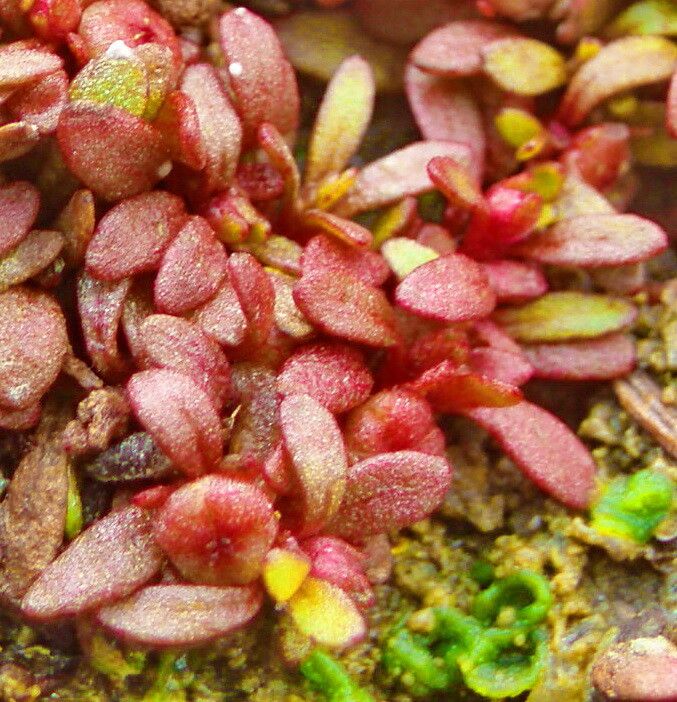 Elatine hydropiper — houseplant care guide