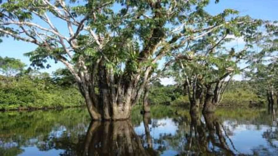 Hyphaene dichotoma — search result for 'Arecaceae'