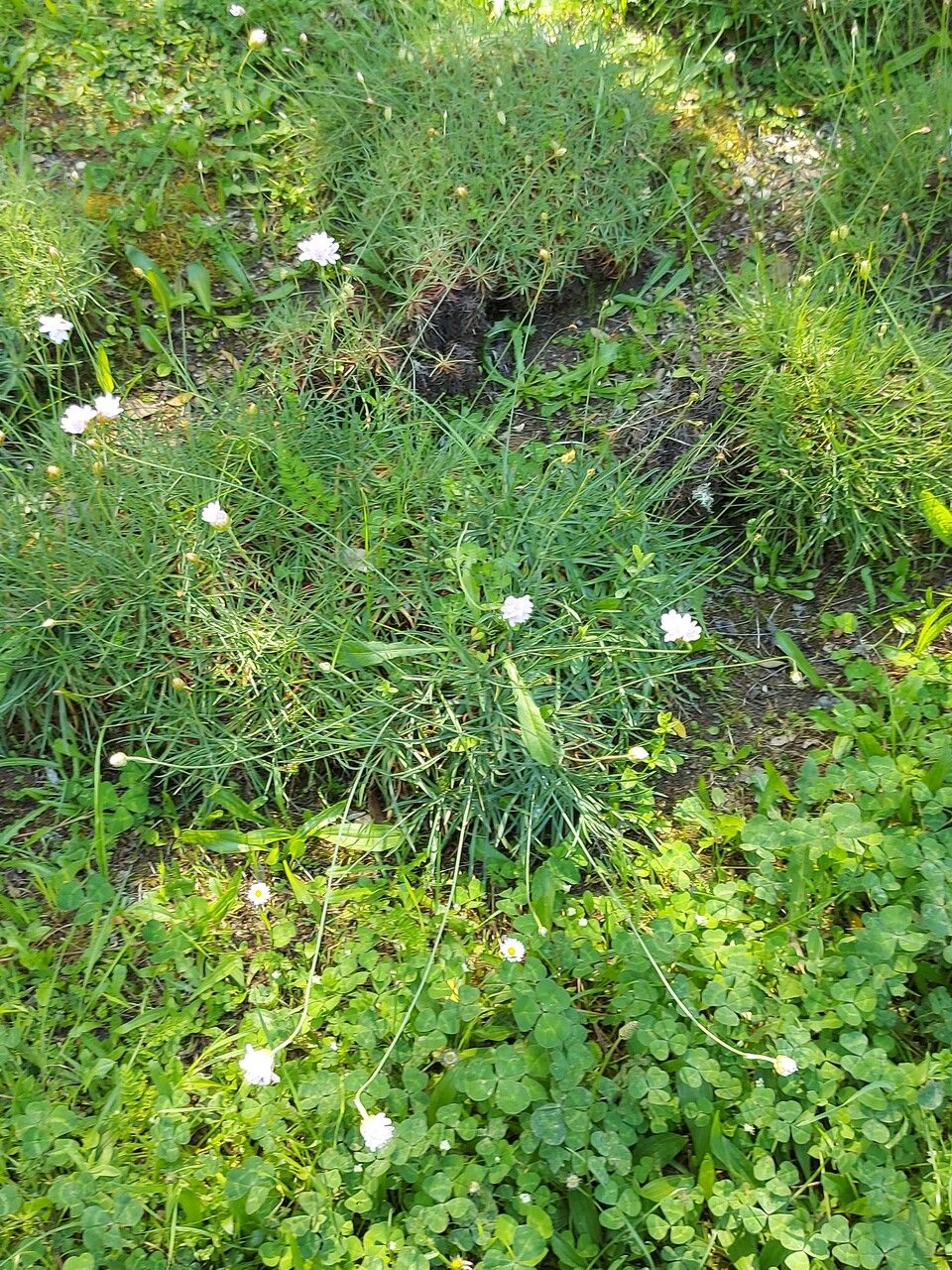 Armeria sulcitana habit