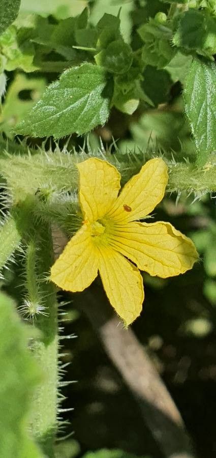 Cucumis dipsaceus flower