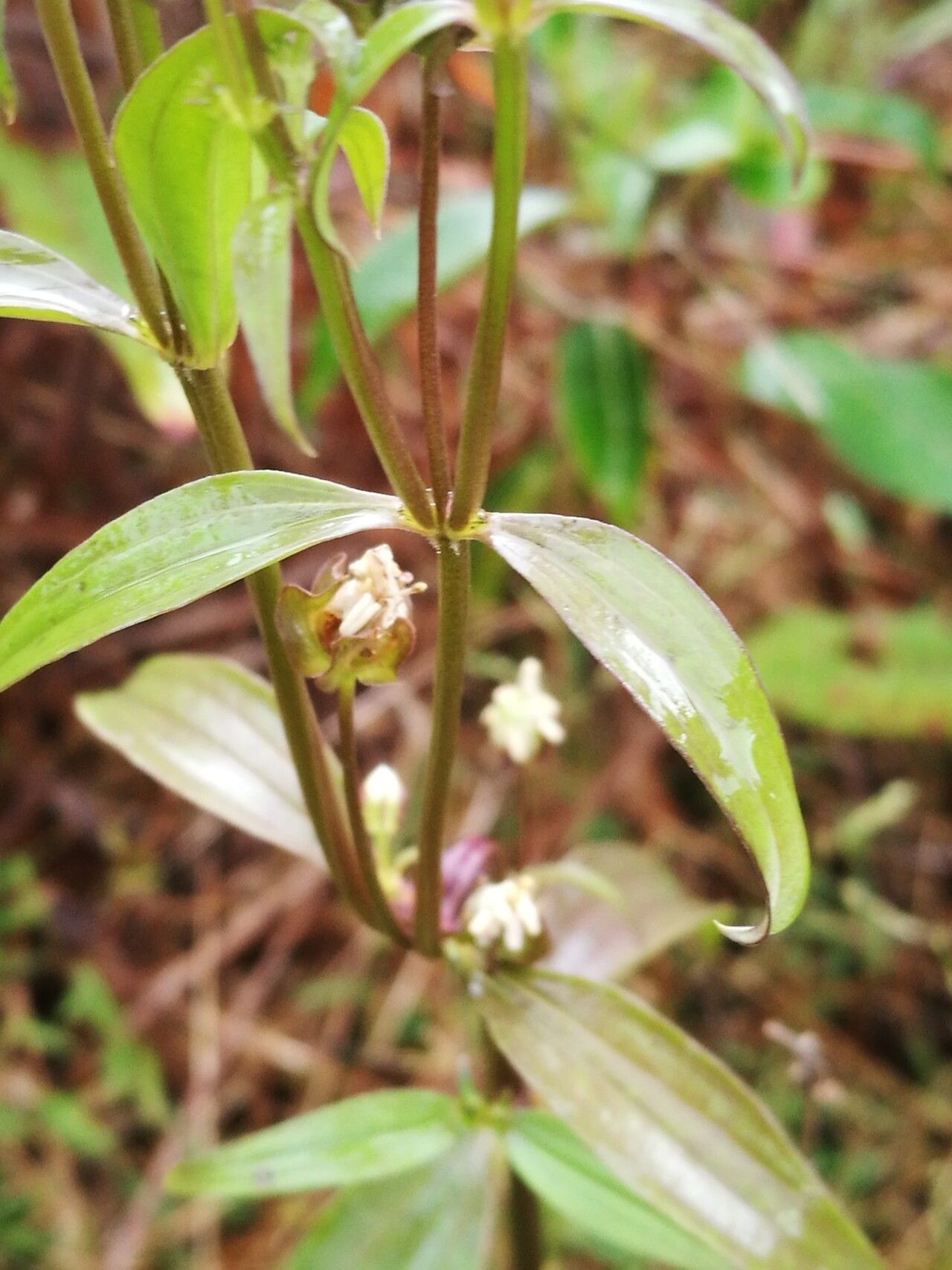Exacum quinquenervium habit