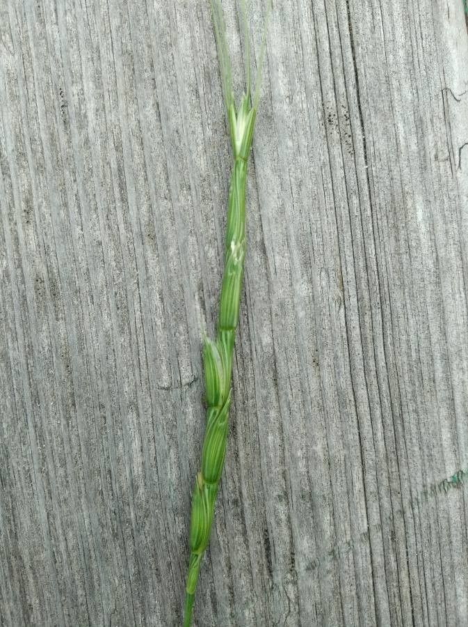 Aegilops cylindrica leaf
