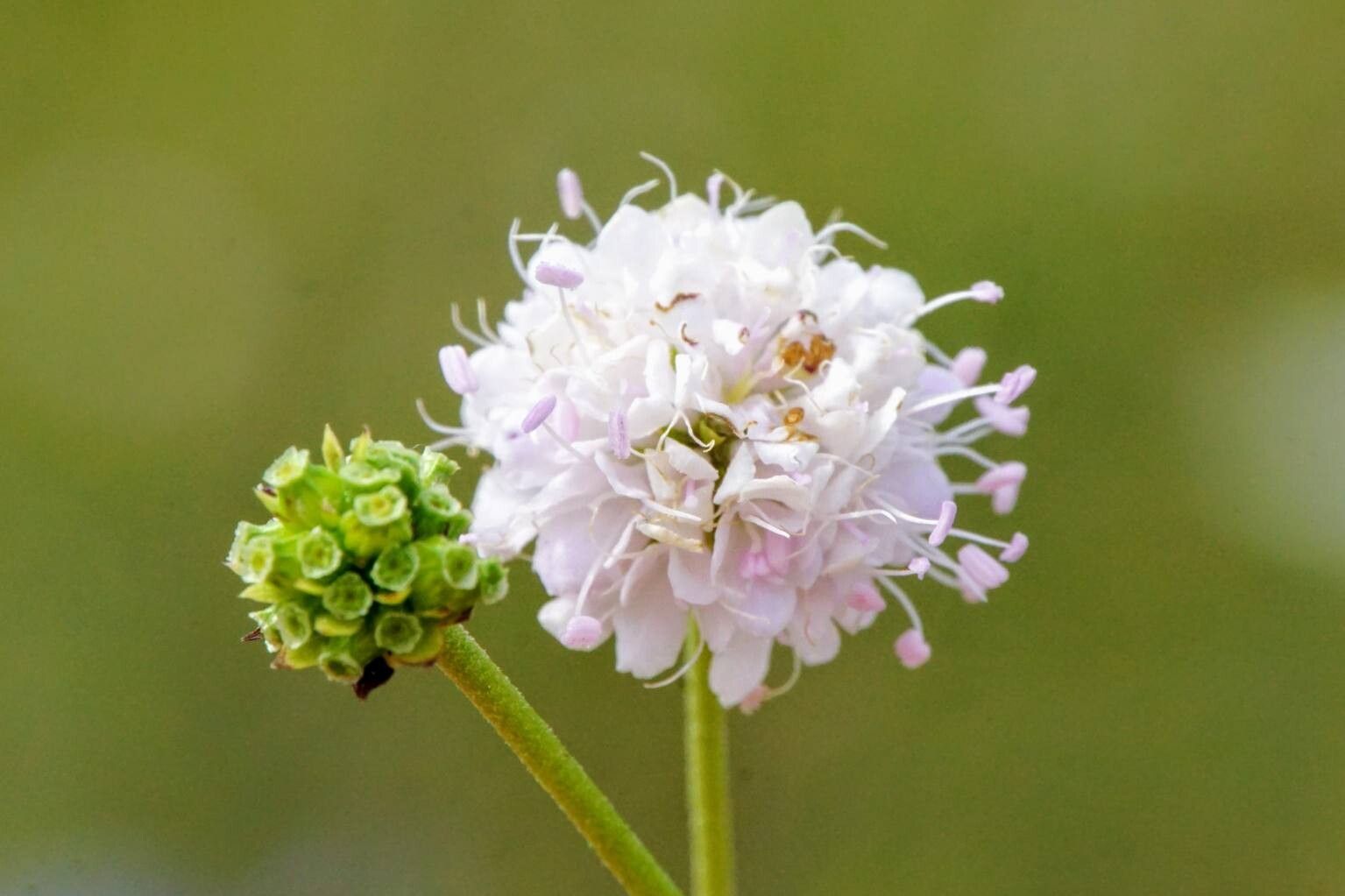 Succisella petteri — related species from the same genus