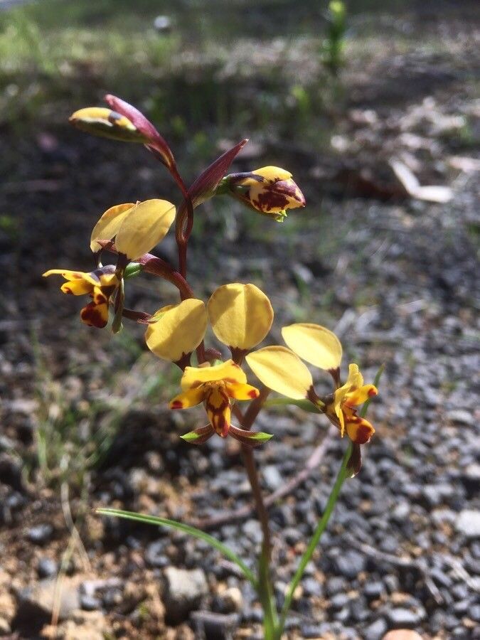 Diuris pardina flower