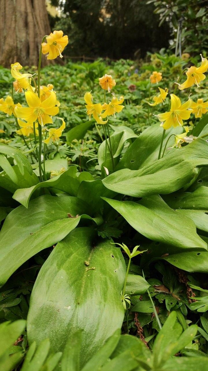 Erythronium tuolumnense habit