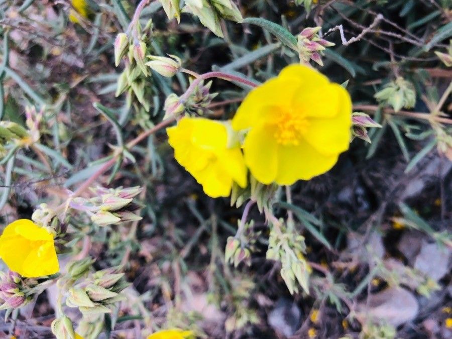 Helianthemum syriacum flower