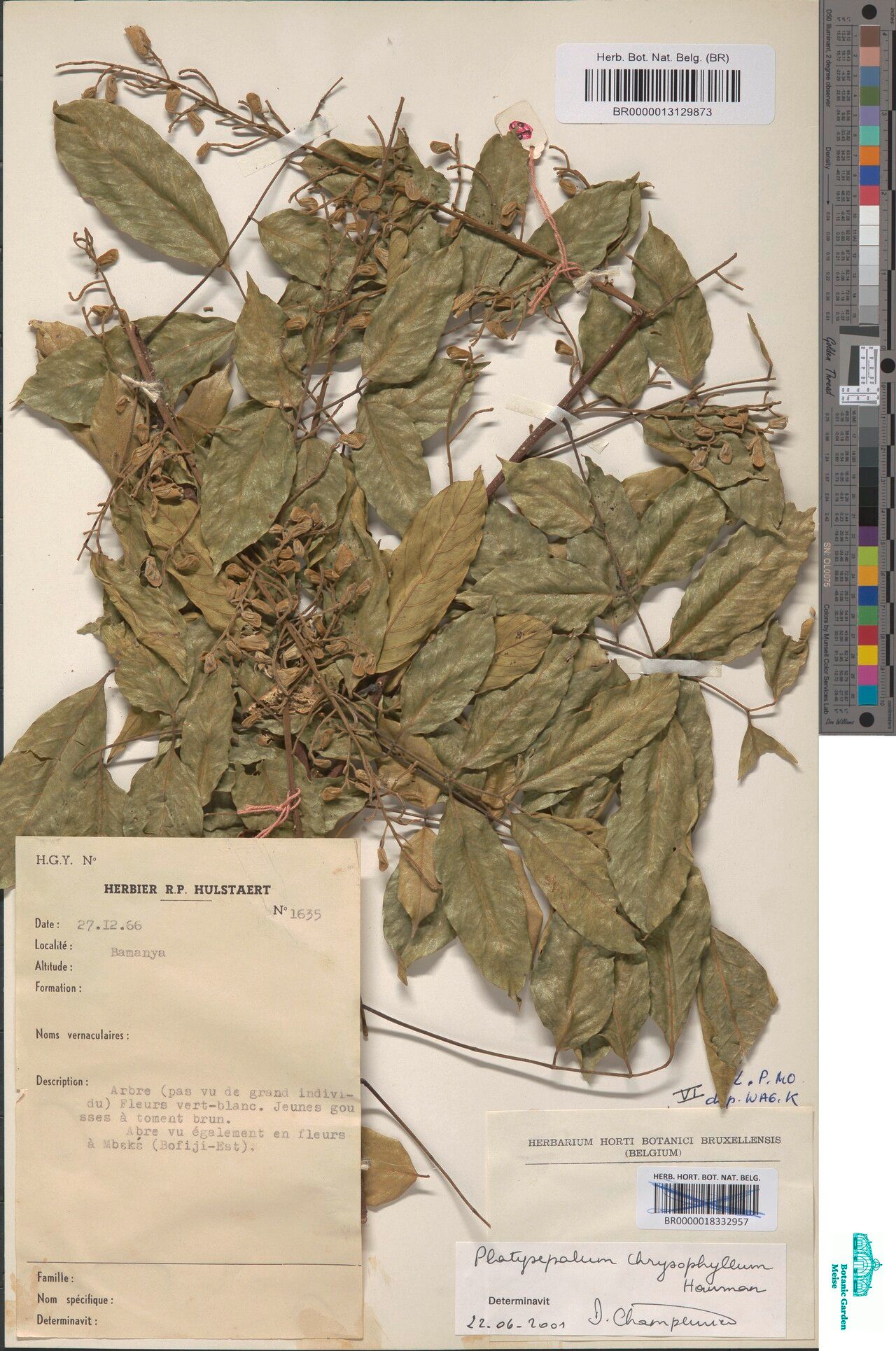 Platysepalum chrysophyllum — houseplant care guide