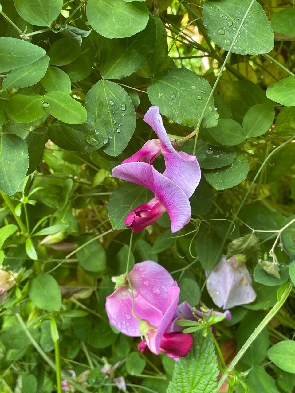 Lathyrus grandiflorus — search result for 'Lathyrus'