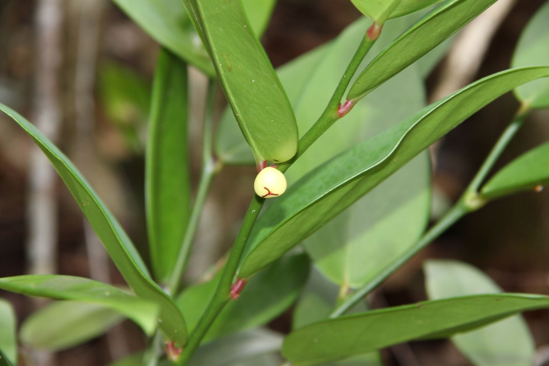 Phyllanthus pronyensis fruit