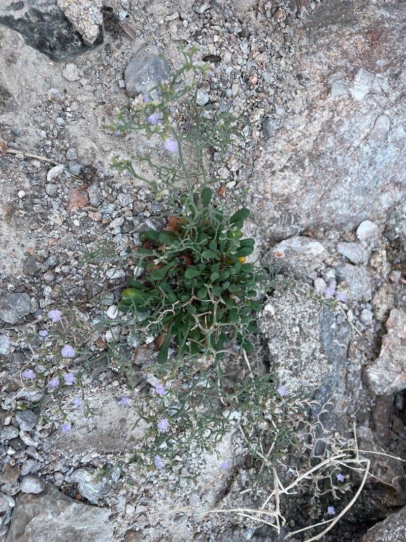 Limonium cancellatum flower