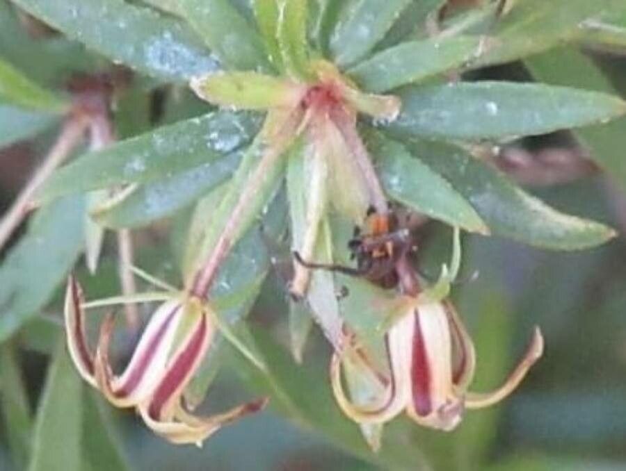 Pittosporum pimeleoides — search result for 'Pittosporum'