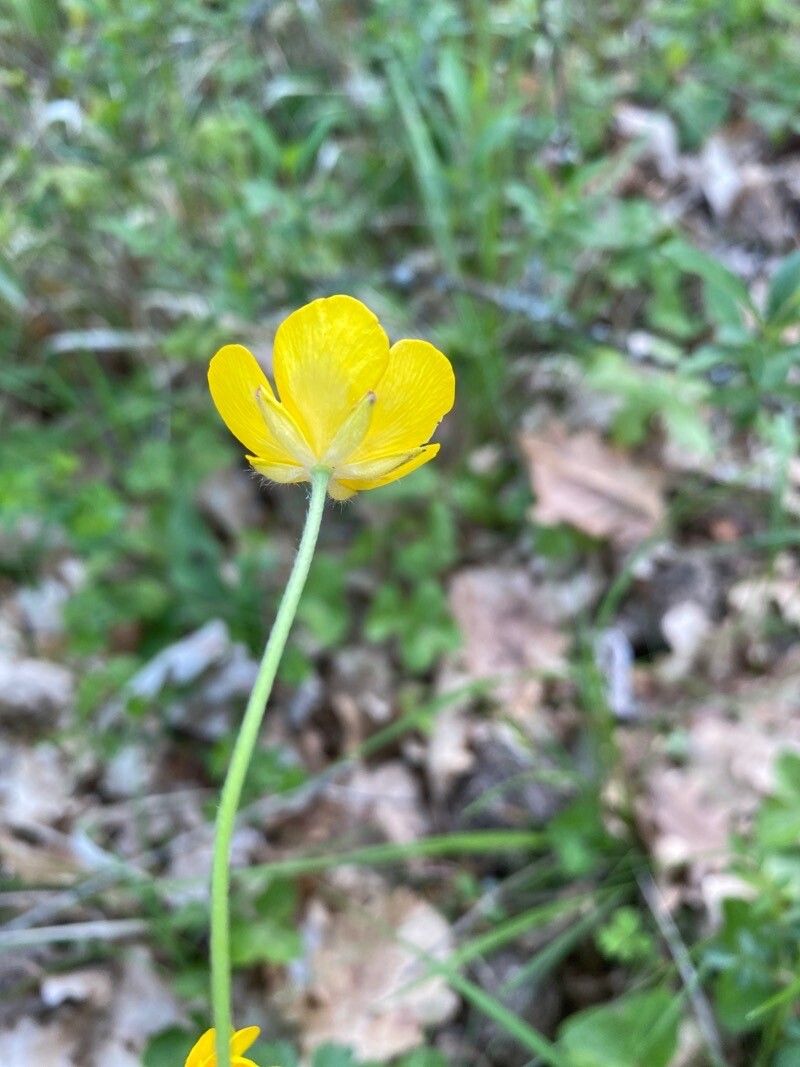 Ranunculus aduncus flower