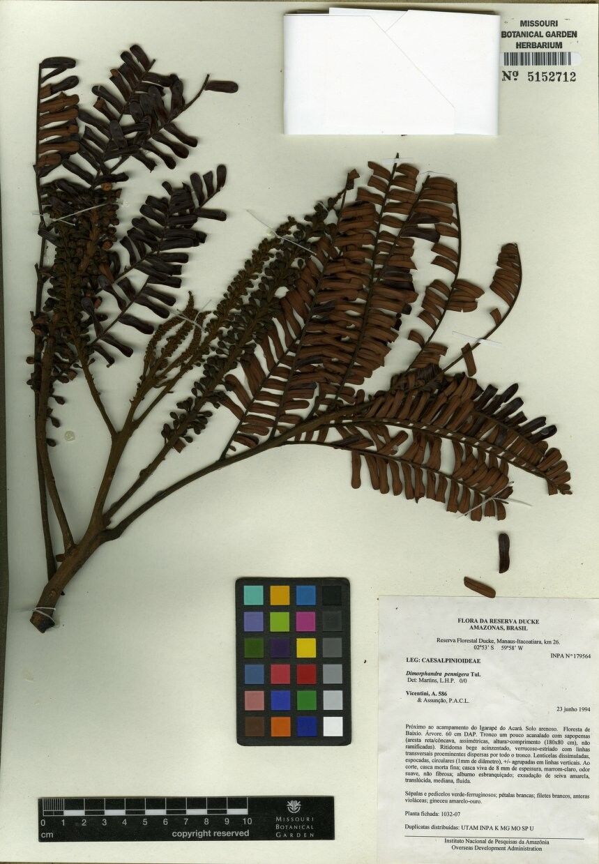 Dimorphandra pennigera — houseplant care guide