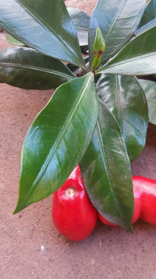 Thevetia ahouai — unique fruits houseplant